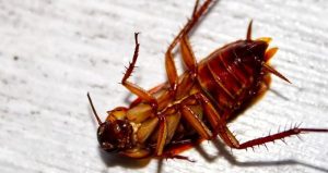 Roach Control | Omni Pest Solutions