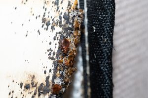 how to get rid of bed bugs